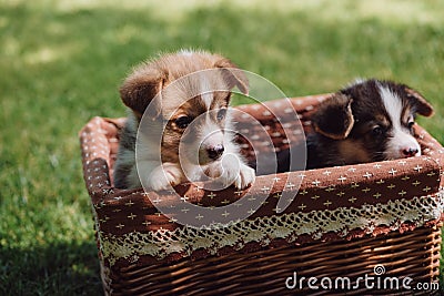Adorable fluffy welsh corgi puppies in wicker box on green grassy lawn. Stock Photo