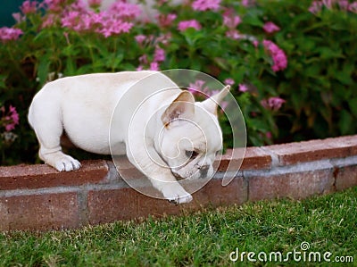 Adorable French Bulldog Puppy Stock Photo