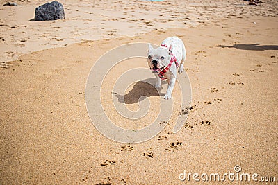 Adorable French Bulldog walking on sandy beach with pawprints Stock Photo