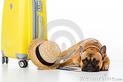 adorable french bulldog with yellow suitcase, straw hat, ticket and passport Stock Photo