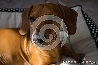 Adorable and friendly red haired dachshund Stock Photo