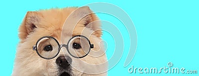 Adorable funny Chow Chow dog wearing eyeglasses Stock Photo