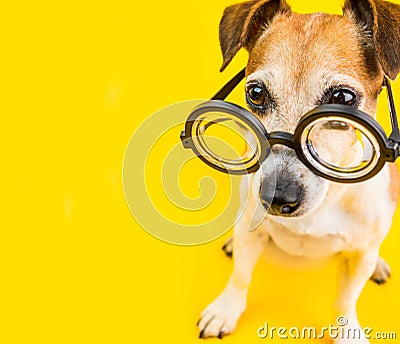 Adorable funny dog in glasses. Yellow background. Back to school. square composition Stock Photo