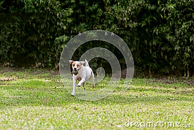 Adorable Funny Dog Jack Russell Terrier Stock Photo