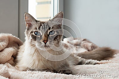Adorable furry cat of seal lynx point color with blue eyes is lying on a pink blanket near to the window. Stock Photo