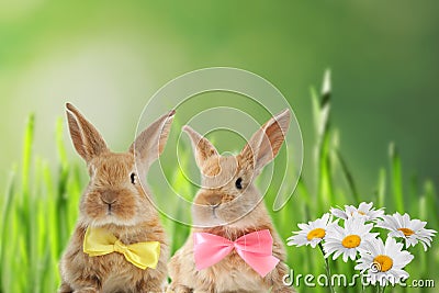 Adorable furry Easter bunnies with cute bow ties Stock Photo