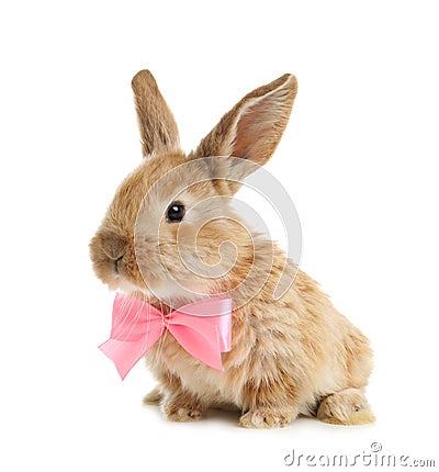 Adorable furry Easter bunny with cute bow tie Stock Photo