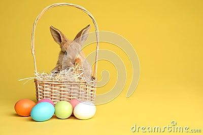 Adorable furry Easter bunny in wicker basket and dyed eggs on color background Stock Photo