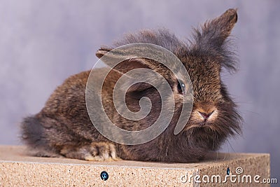 Adorable furry lion head rabbit bunny lying Stock Photo