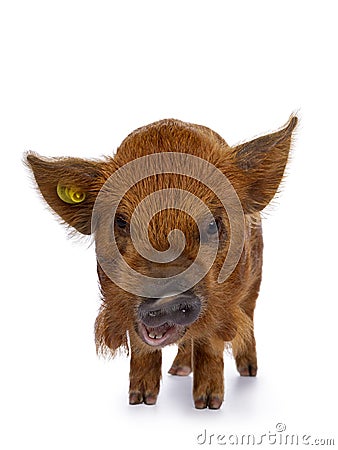 Ginger Kunekune piglet on white Stock Photo