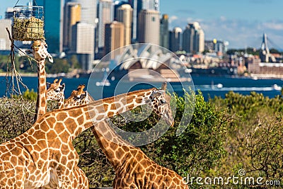 Adorable giraffes with Sydney Opera House and Sydney CBD view Editorial Stock Photo