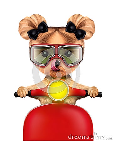 Adorable girl of yorkie sitting on a motorbike Cartoon Illustration