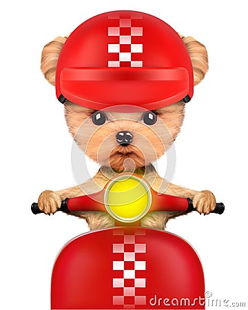 Adorable girl of yorkie sitting on a motorbike Cartoon Illustration