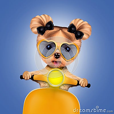 Adorable girl of yorkie sitting on a motorbike Cartoon Illustration