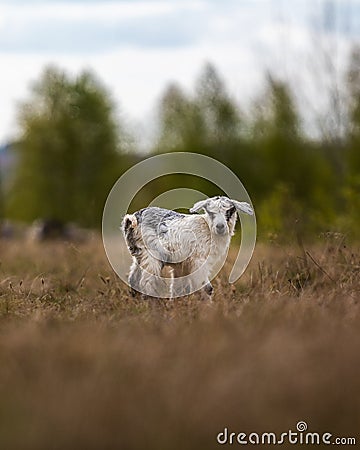 Adorable goat on the field in the rural area Stock Photo