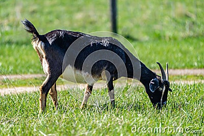 Adorable goat grazes on lush green grass in a peaceful environment Stock Photo