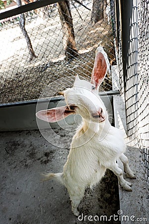 Adorable goat Stock Photo