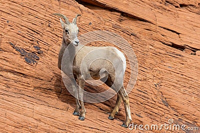 Adorable goat perched atop a rocky space on a sunny day Stock Photo