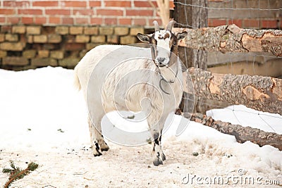 Adorable goat in winter Stock Photo