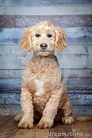 Adorable Golden-doddle Puppy Stock Photo