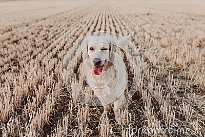 Adorable Golden Retriever dog in yellow field at sunset. Beautiful portrait of young dog making a wink face. Pets outdoors and Stock Photo