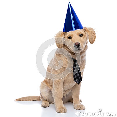Adorable golden retriever puppy wearing polka dotted tie and birthday hat Stock Photo