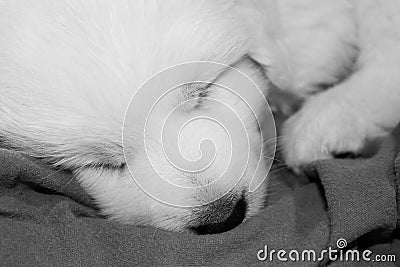 Adorable Great Pyrenees Puppy Asleep on Blanket Stock Photo