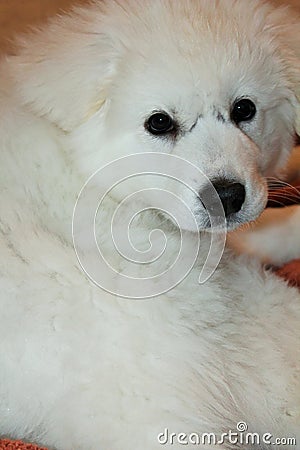 Adorable Great Pyrenees Puppy Stock Photo