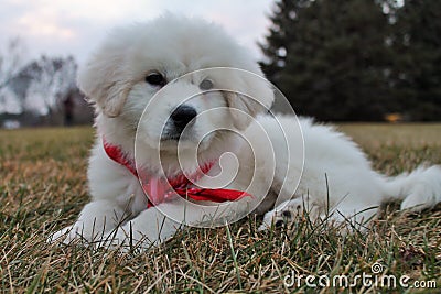 Adorable Great Pyrenees Puppy in Red Bandana Stock Photo