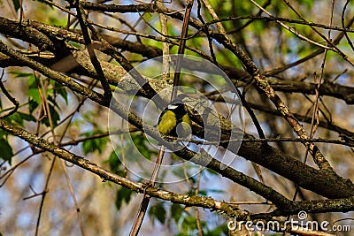 Adorable great tit bird sitting on a tree branch in a forest Stock Photo