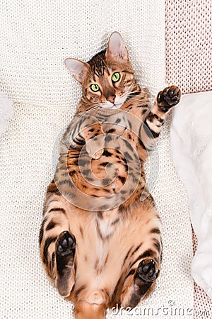 Adorable green-eyed spotted bengal cat Stock Photo