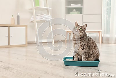 Adorable grey cat in litter box indoors Stock Photo