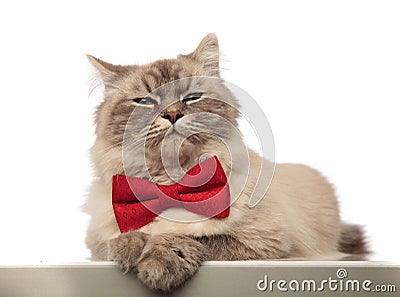Adorable grey cat looking stylish wearing a red bowtie Stock Photo