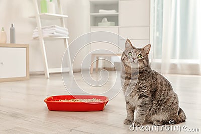 Adorable grey cat near litter box indoors Stock Photo