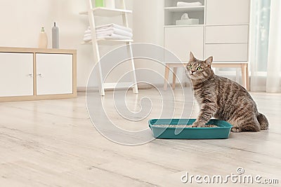 Adorable grey cat near litter box indoors Stock Photo