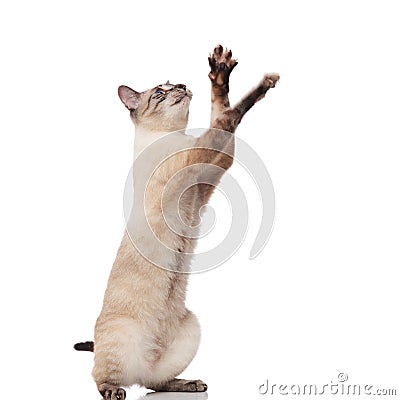 Adorable grey metis cat stands on two legs and plays Stock Photo