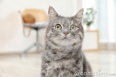 Adorable grey tabby cat Stock Photo
