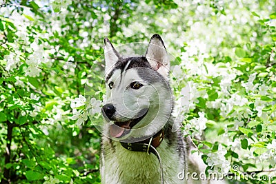 Adorable grey and white Husky dog in a garden with blossom white flowers of apple tree Stock Photo