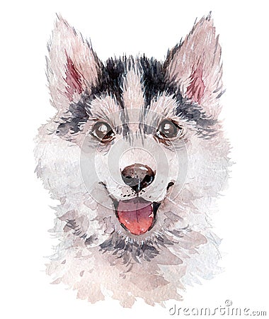 Adorable hand drawn watercolor illustration of beautiful husky dog portrait isolated on white background. Cartoon Illustration