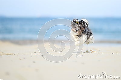 Adorable, happy black, grey and white Bichon Havanese dog running on the beach, caught in the air, on a bright sunny day. High spe Stock Photo