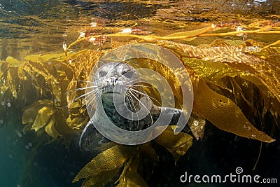 Cute harbor seal playing in the kelp Stock Photo