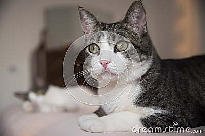 Adorable home cat comfortably lying on the bed Stock Photo