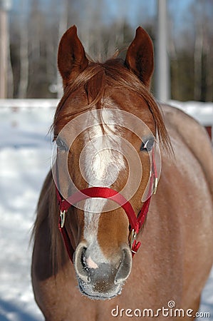 Adorable horse filly Stock Photo