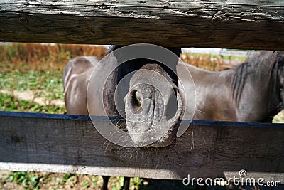 Adorable horse looking from the middle of wooden fences Stock Photo