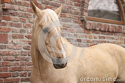 Adorable horse near brick building outdoors. Lovely domesticated pet Stock Photo