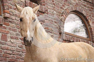 Adorable horse near brick building outdoors. Lovely domesticated pet Stock Photo