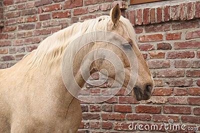 Adorable horse near brick building outdoors. Lovely domesticated pet Stock Photo