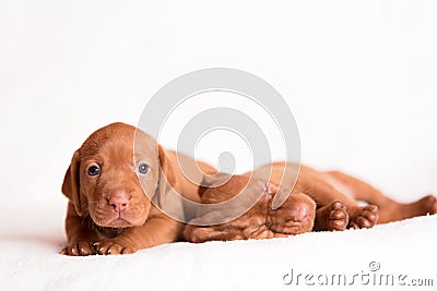 Hungarian Vizsla dogs on the white background Stock Photo