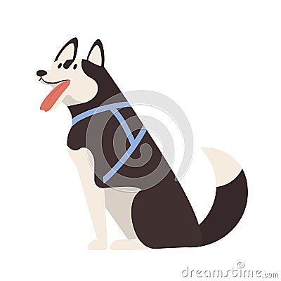 Adorable Husky. Sitting cute adorable purebred sled dog or puppy wearing harness isolated on white background. Funny Vector Illustration