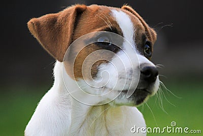 Adorable Jack Russell Terrier dog in a lush, grassy meadow. Stock Photo